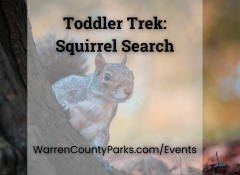 gray squirrel peeking out from behind a tree